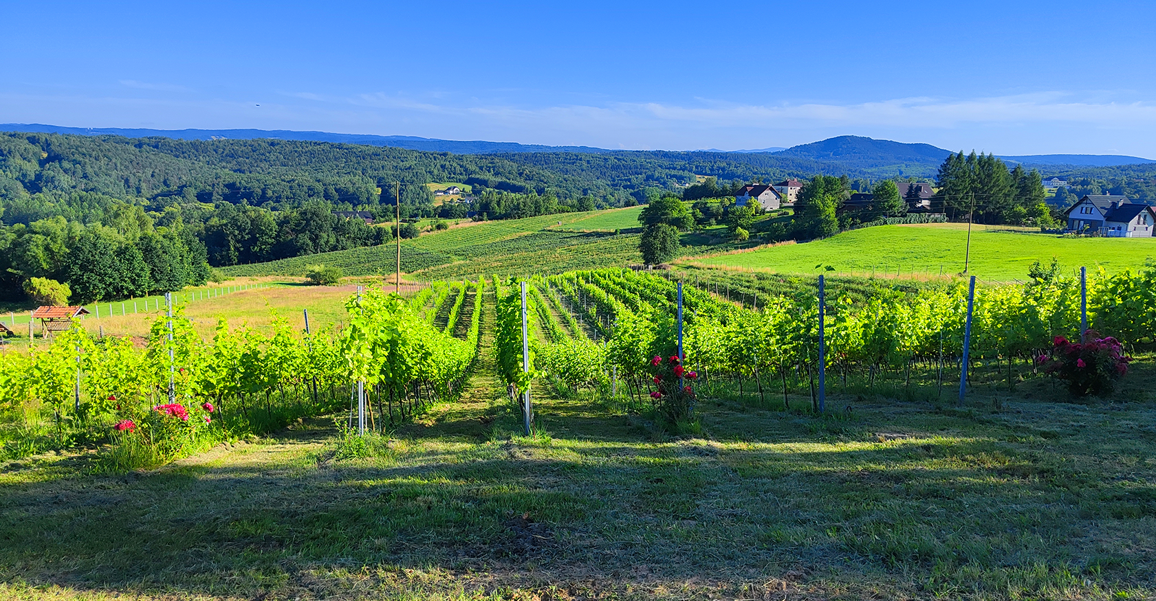 Winnica Vita Vino